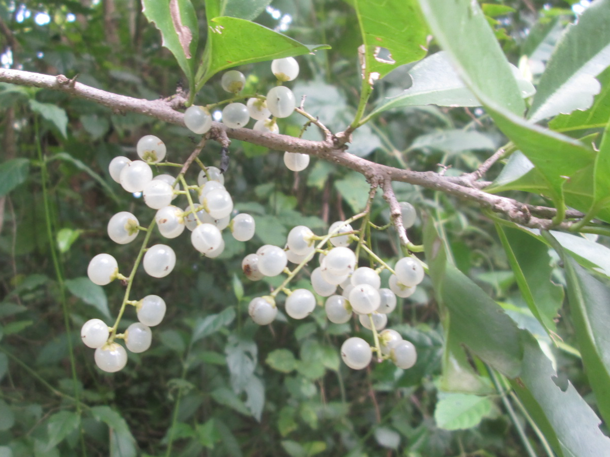 Achatocarpus nigricans (Achatocarpaceae)