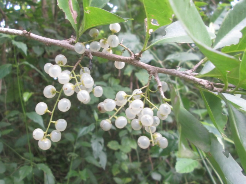 Achatocarpus nigricans (Achatocarpaceae)