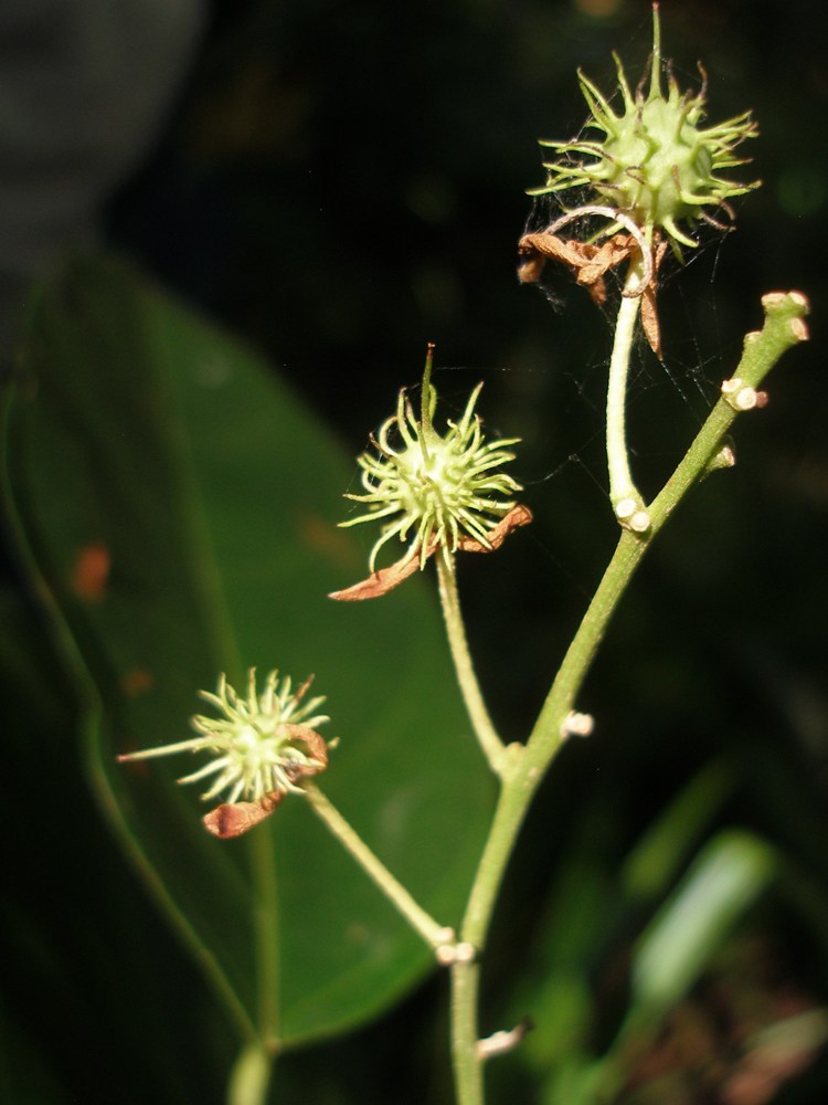 Apeiba glabra –&nbsp;Malvaceae