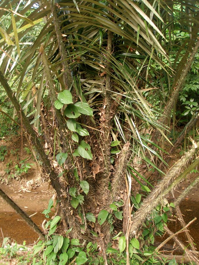 Astrocaryum malybo H.Karst. - Arecaceae  (Endémica) (En Peligro)