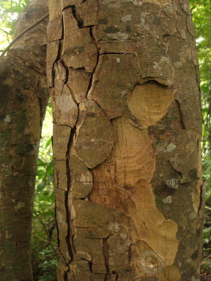Astronium graveolens Jacq. - Anacardiaceae