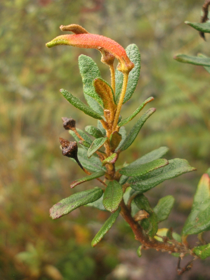 Centropogon asclepiadeus