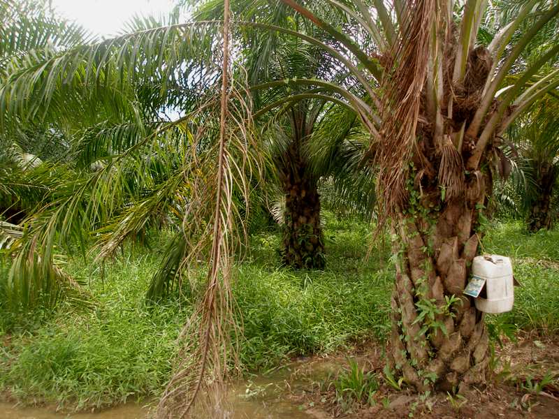 Elaeis guineensis Jacq. - Arecaceae (Exótica)
