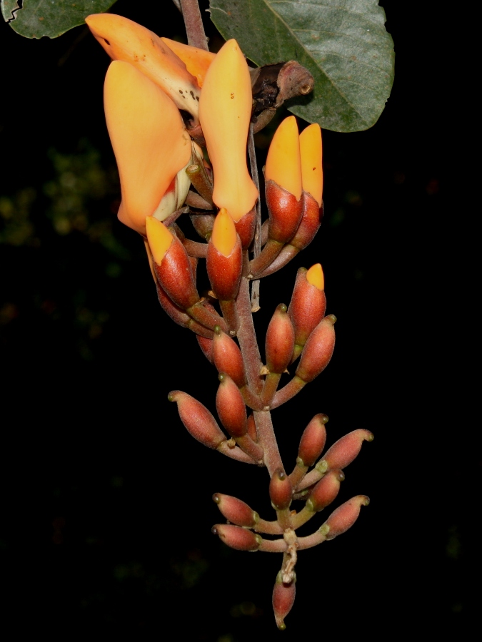 Erythrina fusca –&nbsp;Fabaceae
