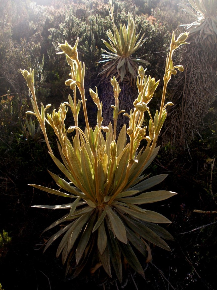 Espeletia grandiflora Humb. & Bonpl. – Asteraceae&nbsp;(Endémica)
