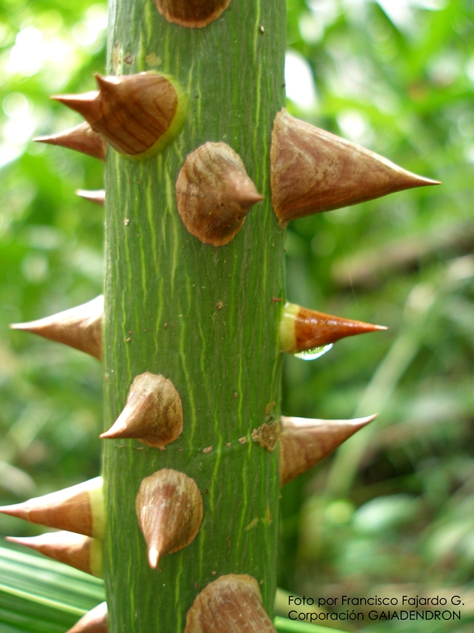 Ceiba pentandra –&nbsp;Malvaceae