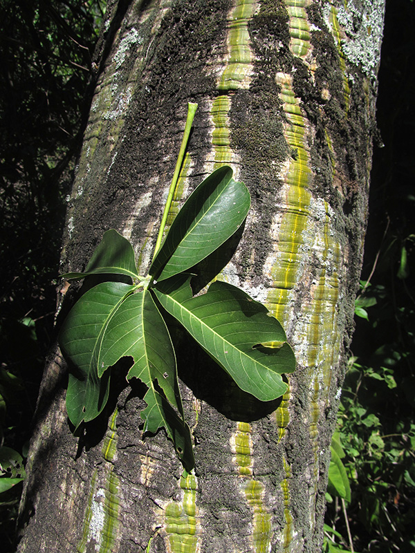 Pseudobombax septenatum –&nbsp;Malvaceae