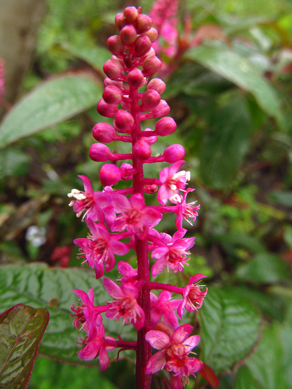 Phytolacca rugosa –&nbsp;Phytolaccaceae
