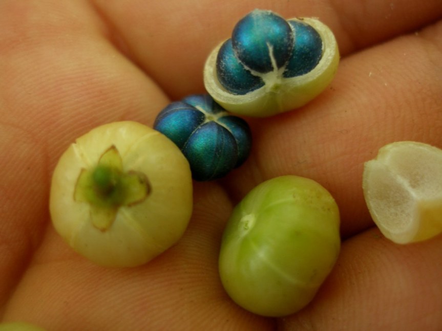 Margaritaria nobilis –&nbsp;Euphorbiaceae