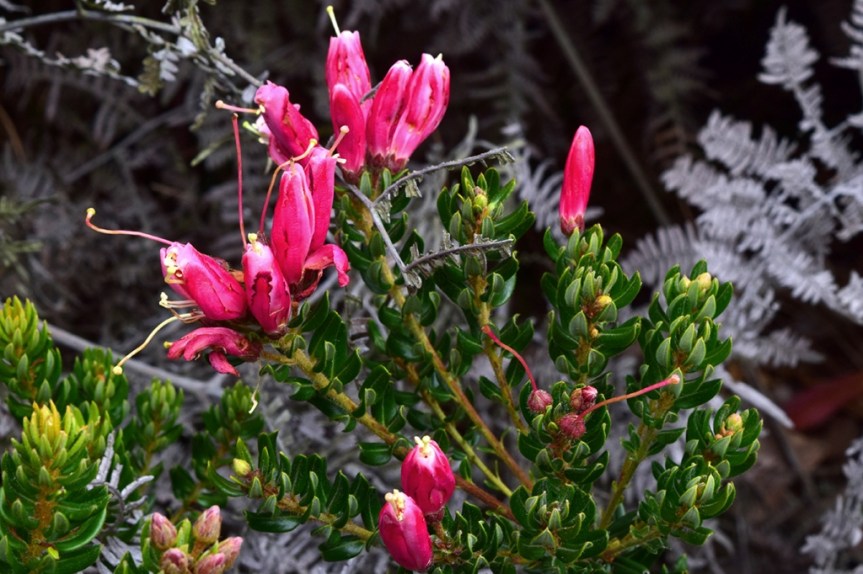 Bejaria resinosa - Ericaceae