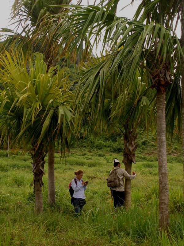 Sabal mauritiiformis (H.Karst.) Griseb. &amp; H.Wendl. - Arecaceae