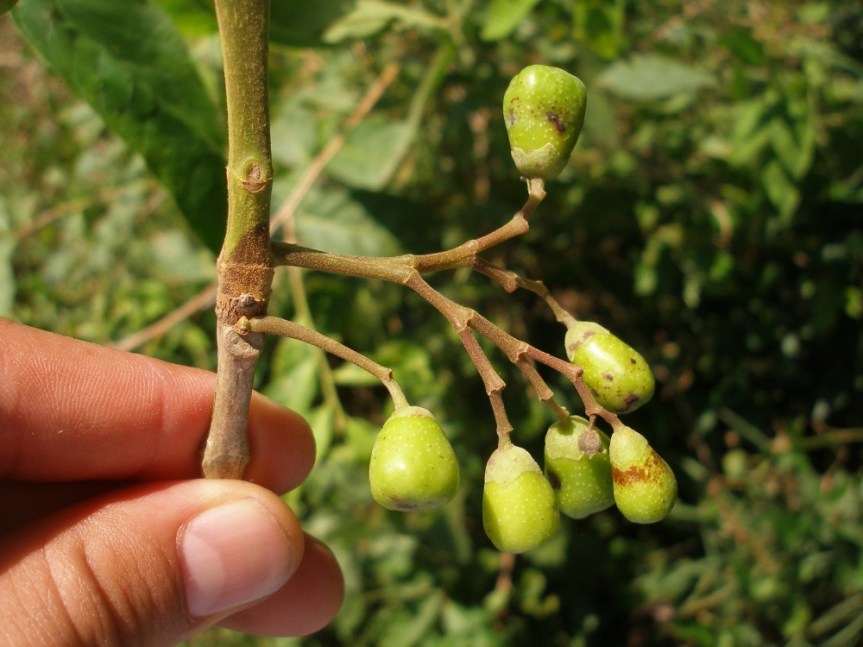 Vitex cymosa –&nbsp;Verbenaceae