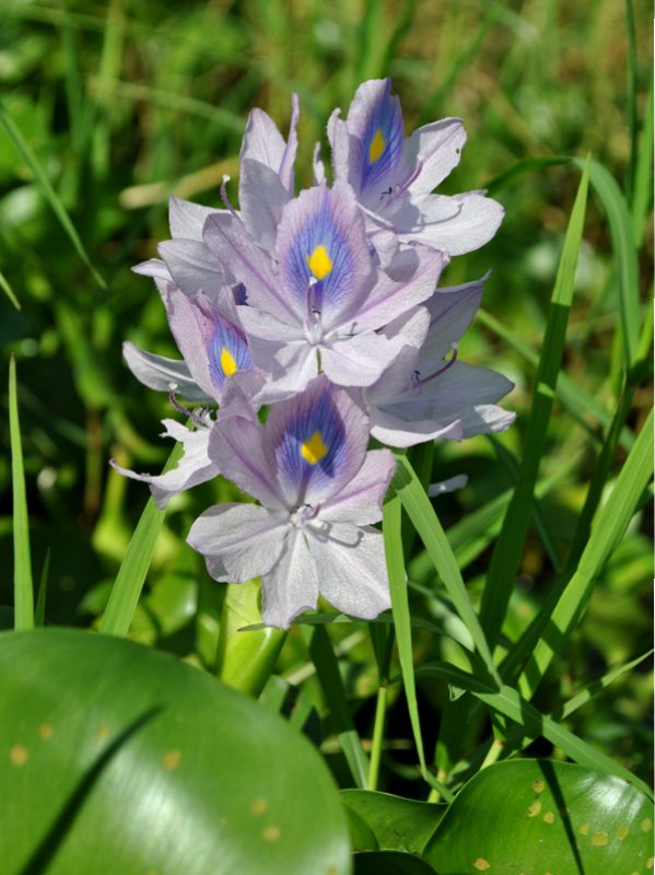 Eichornia crassipes