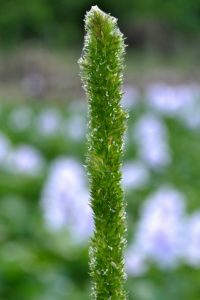 Hymenachne amplexicaulis