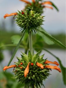 Leonotis nepetifolia