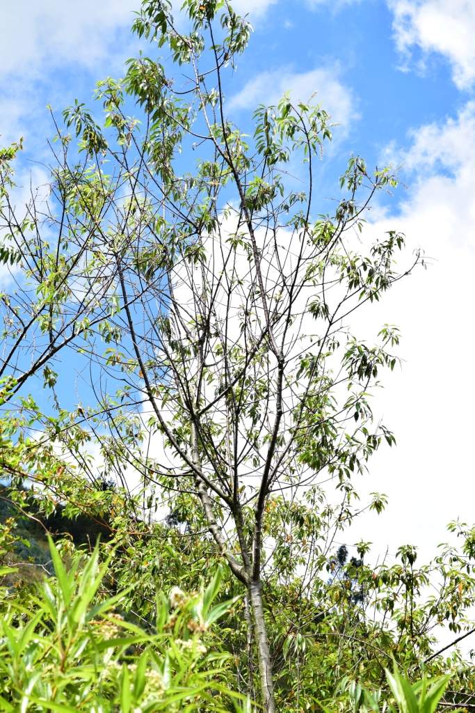 Prunus persica – Rosaceae&nbsp;(exótica)