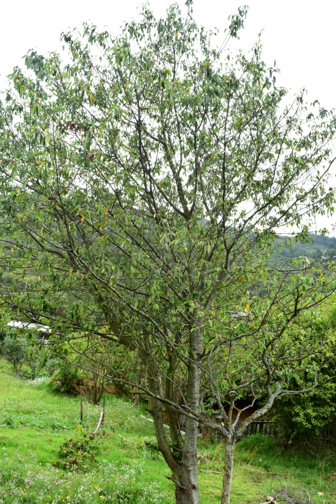 Prunus persica - Rosaceae