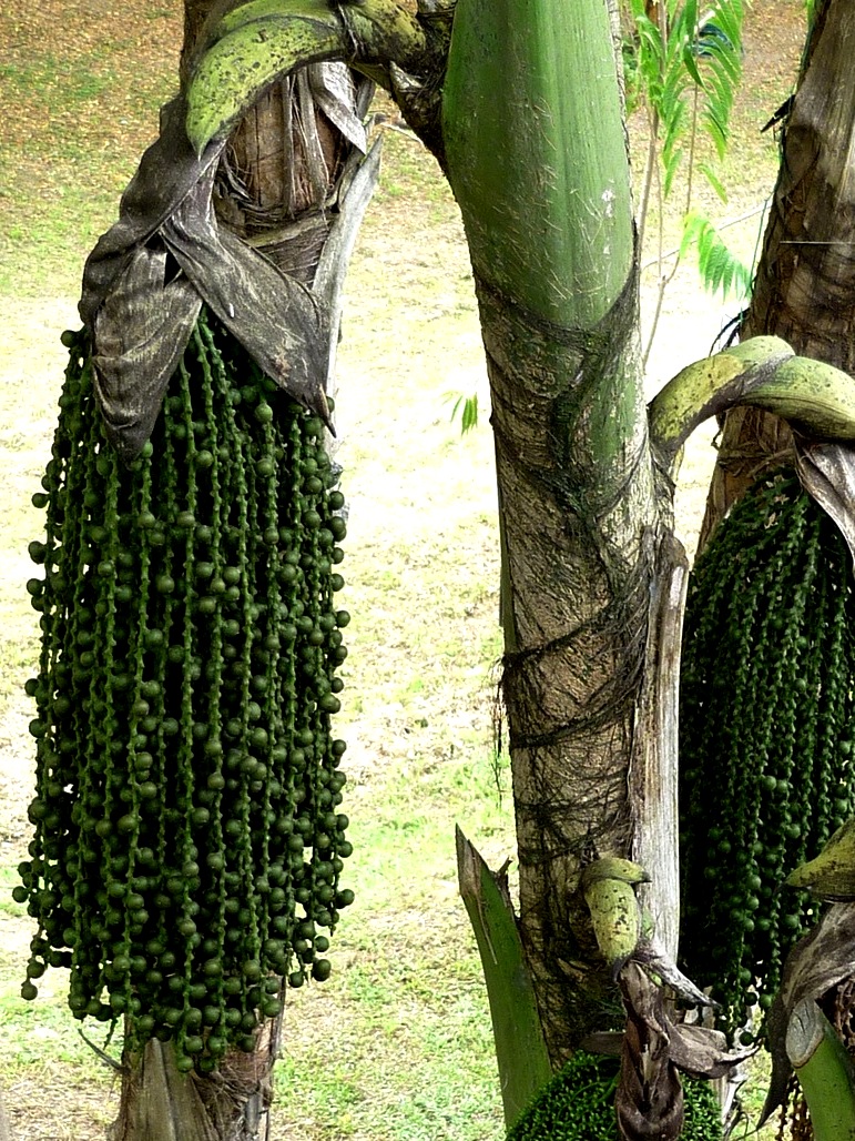 Caryota mitis Lour. - Arecaceae (exótica)