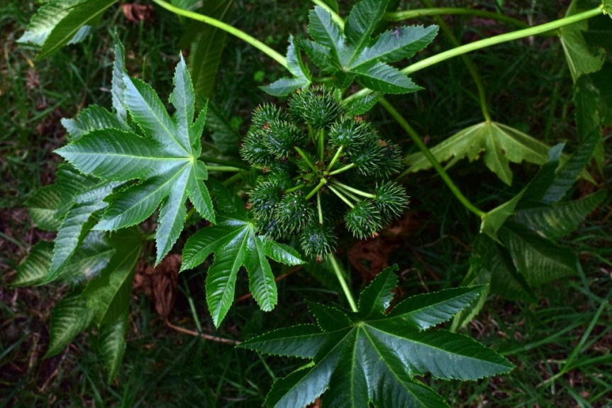 Ricinus communis – Euphorbiaceae&nbsp;(exótica)