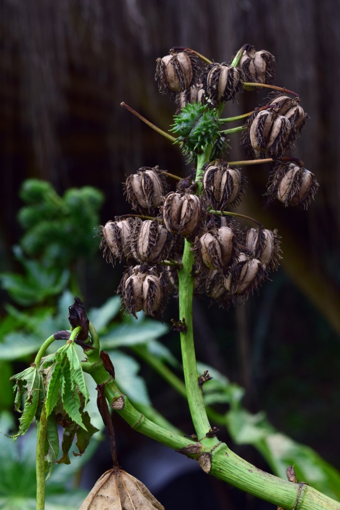 Ricinus communis - Euphorbiaceae