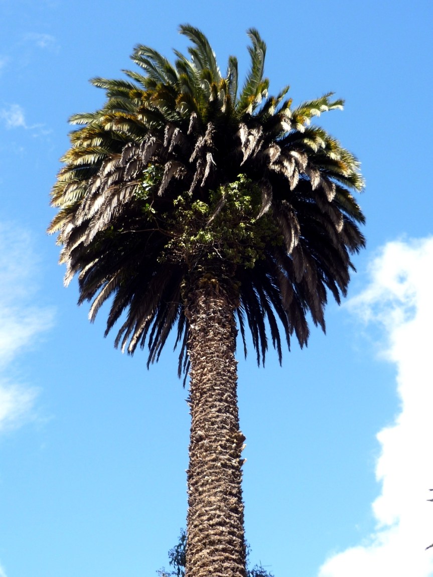 Phoenix canariensis Chabaud - Arecaceae (exótica)