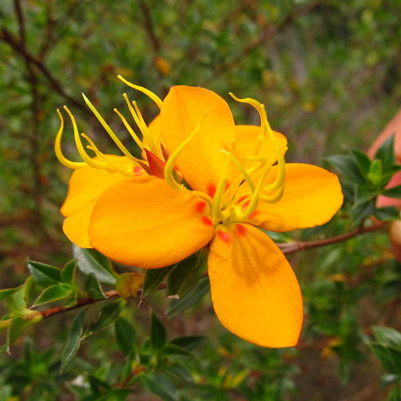 Acanthella sprucei –&nbsp;Melastomataceae