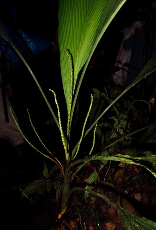 Chamaedorea pauciflora Mart. - Arecaceae