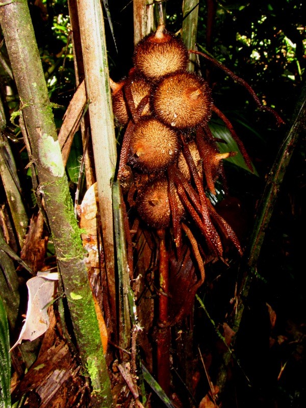 Astrocaryum ciliatum F.Kahn &amp; B.Millán - Arecaceae