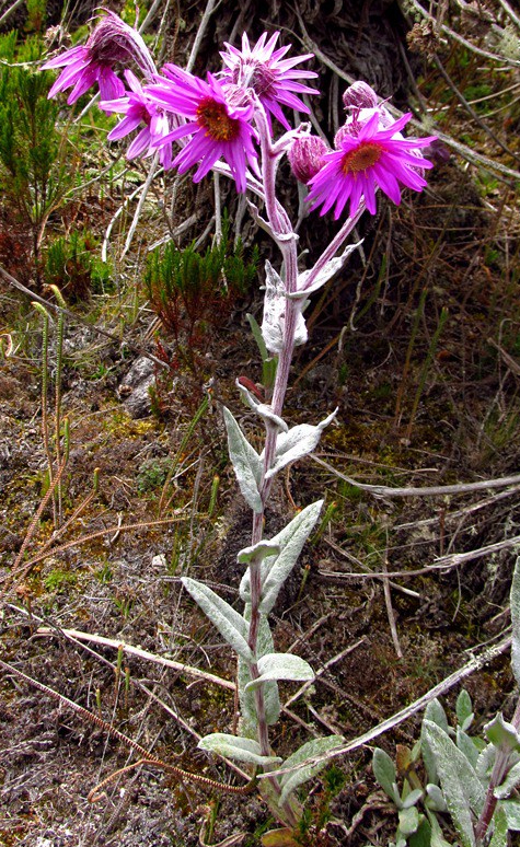 Senecio formosissimus Cuatrec. – Asteraceae&nbsp;(Endémica)