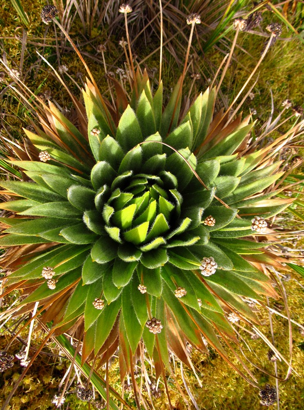 Paepalanthus alpinus –&nbsp;Eriocaulaceae