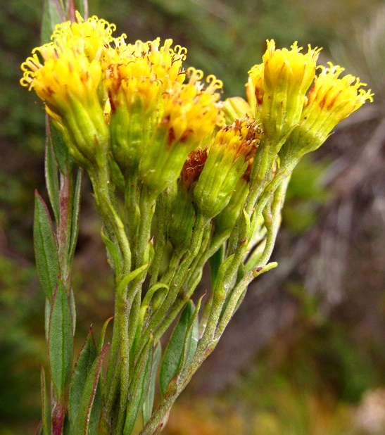 Pentacalia pulchella (Kunth) Cuatrec. –&nbsp;Asteraceae
