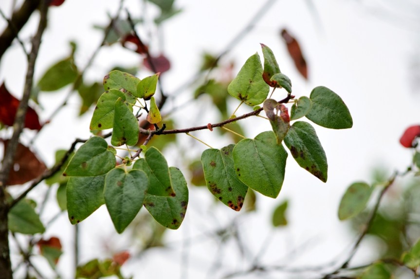 Vallea stipularis - Elaeocarpaceae