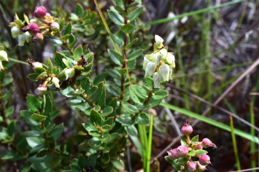 Gaultheria myrsinoides - Ericaceae