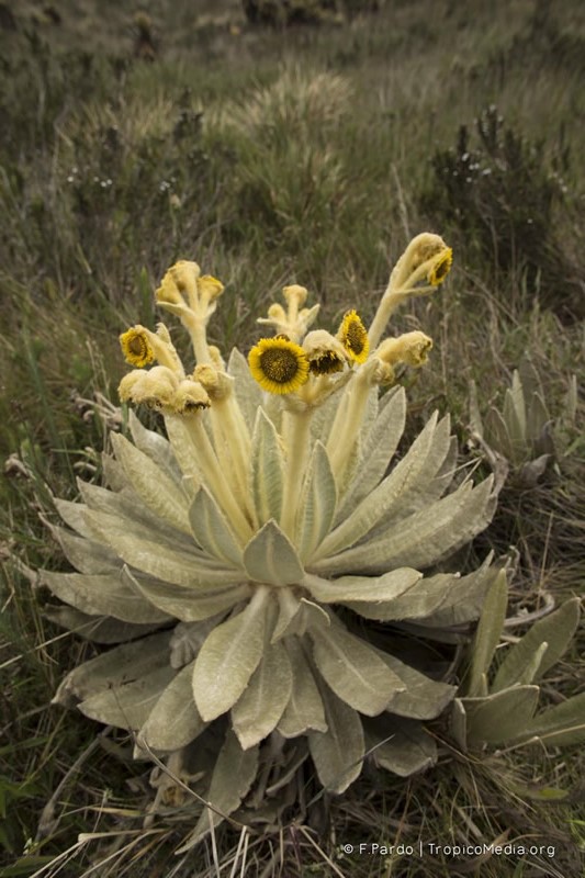 Espeletia aff. murilloi –&nbsp;Asteraceae