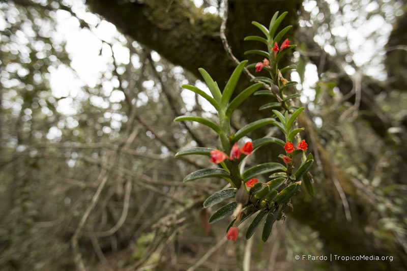 Fernandezia lanceolata –&nbsp;Orchidaceae
