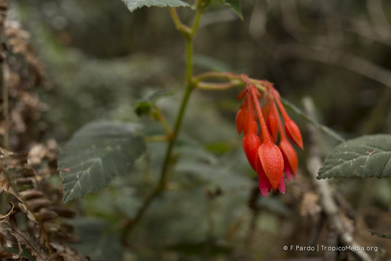 Begonia ferruginea –&nbsp;Begoniaceae