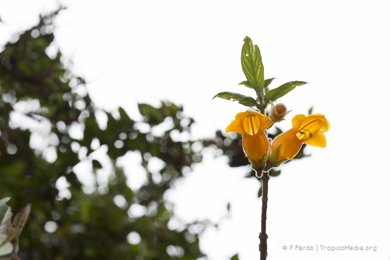 Columnea strigosa –&nbsp;Gesneriaceae