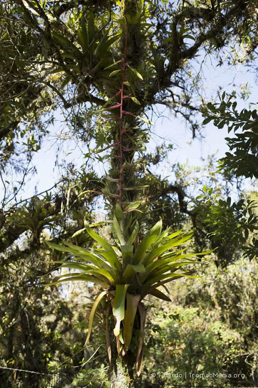Tillandsia fendleri –&nbsp;Bromeliaceae
