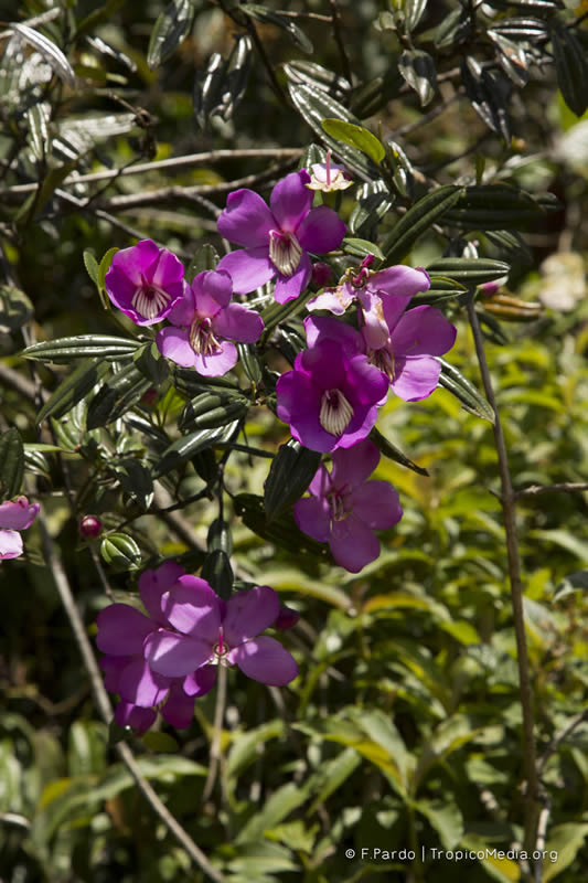Meriania longifolia –&nbsp;Melastomataceae