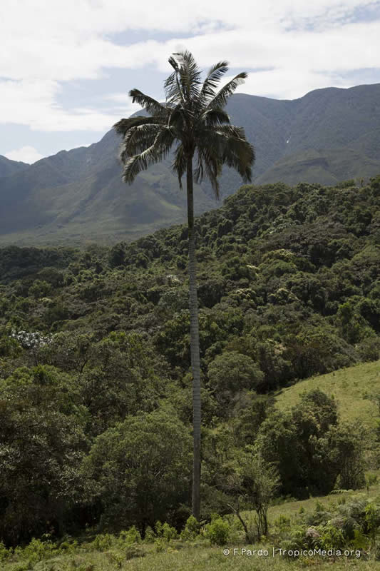 Ceroxylon quindiuense (H.Karst.) H.Wendl. –&nbsp;Arecaceae