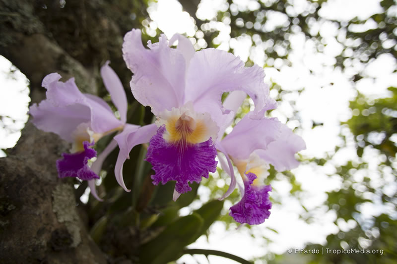 Cattleya trianae –&nbsp;Orchidaceae