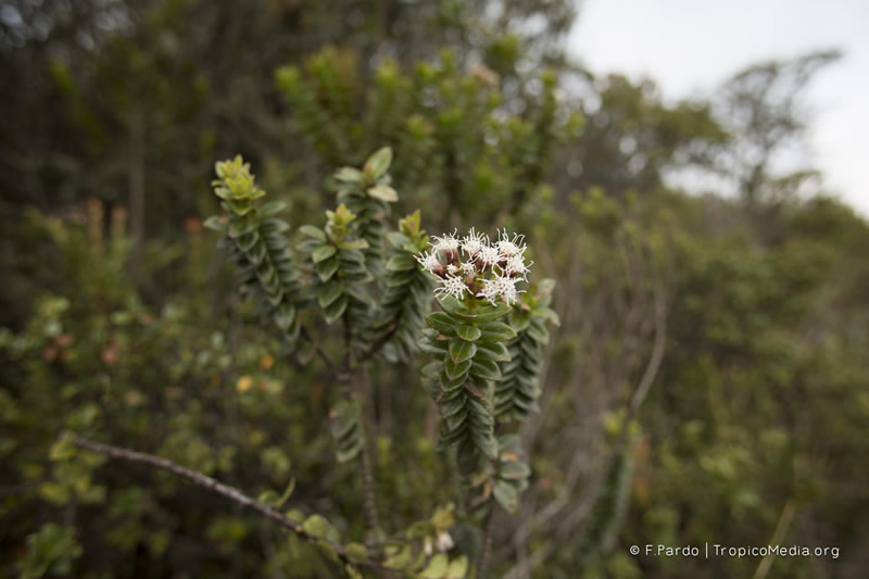 Ageratina vacciniaefolia (Benth.) R.M.King & H.Rob. –&nbsp;Asteraceae