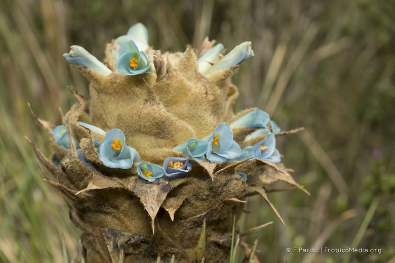 Puya trianae Baker –&nbsp;Bromeliaceae