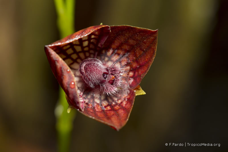 Telipogon pamplonensis –&nbsp;Orchidaceae