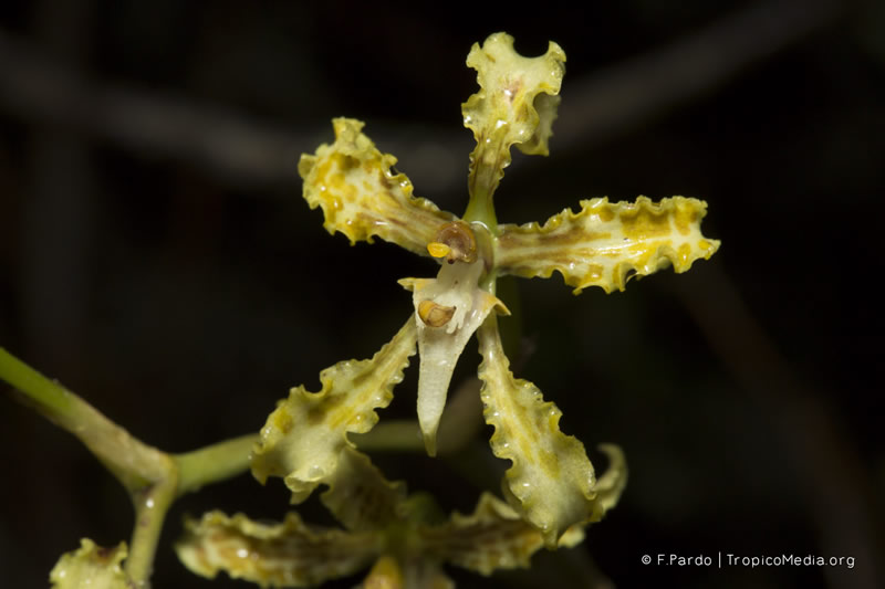 Cyrtochilum ramosissimum –&nbsp;Orchidaceae