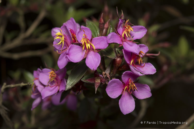 Monochaetum myrtoideum –&nbsp;Melastomataceae