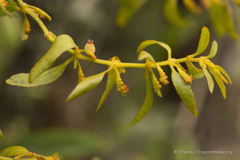 Dendrophthora lindeniana