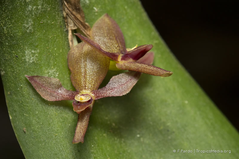 Pleurothallis lilijae –&nbsp;Orchidaceae
