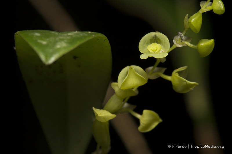 Stelis parvilabris –&nbsp;Orchidaceae