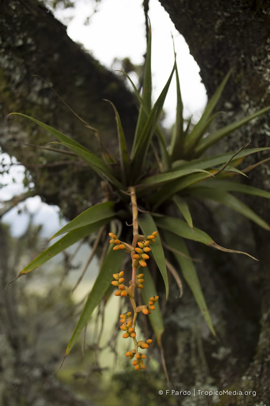 Racinaea tetrantha –&nbsp;Bromeliaceae